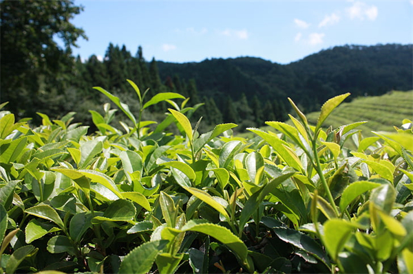 green-tea-plantation-plants-landscape-tea-preview.jpg