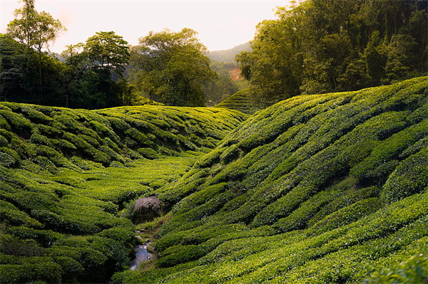 tea-cameron-highland-malaysia-preview.jpg