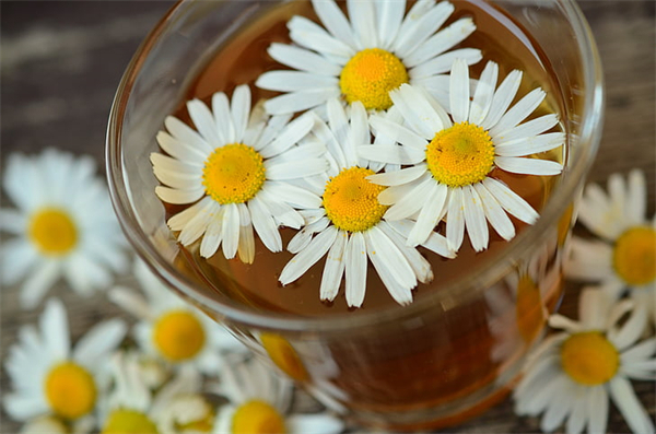 bloom-blossom-chamomile-chamomile-blossoms-preview.jpg
