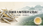 春茶正当时，标准定未来！抢占先机，白茶制